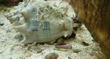 crown-conch-posing