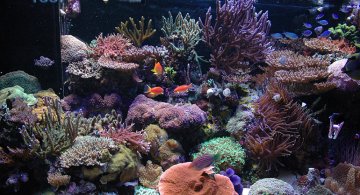 fish_in_tank2