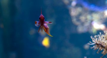 male-anthias-hdr