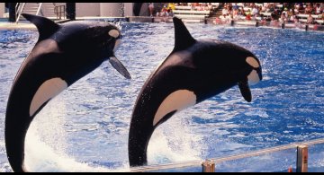 orcas-jumping