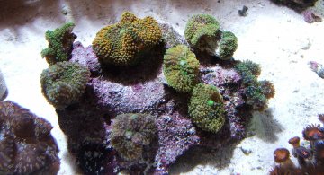 Ricordea-zoanuts-hdr
