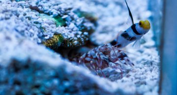 shrimp-goby-hdr