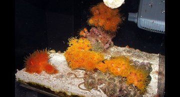 suncoral-tank-hdr_0