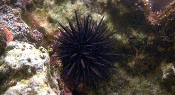 urchin-1200