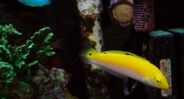 yellow-coris-1200