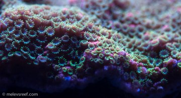 Sunset montipora polyps