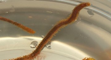 Oenone Fulgida orange worm
