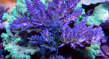 Blue tort acropora