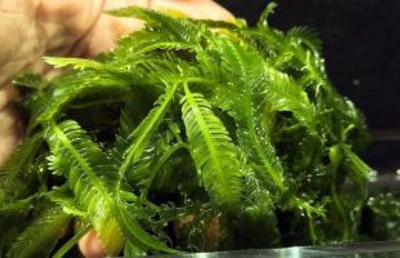 algaeplants